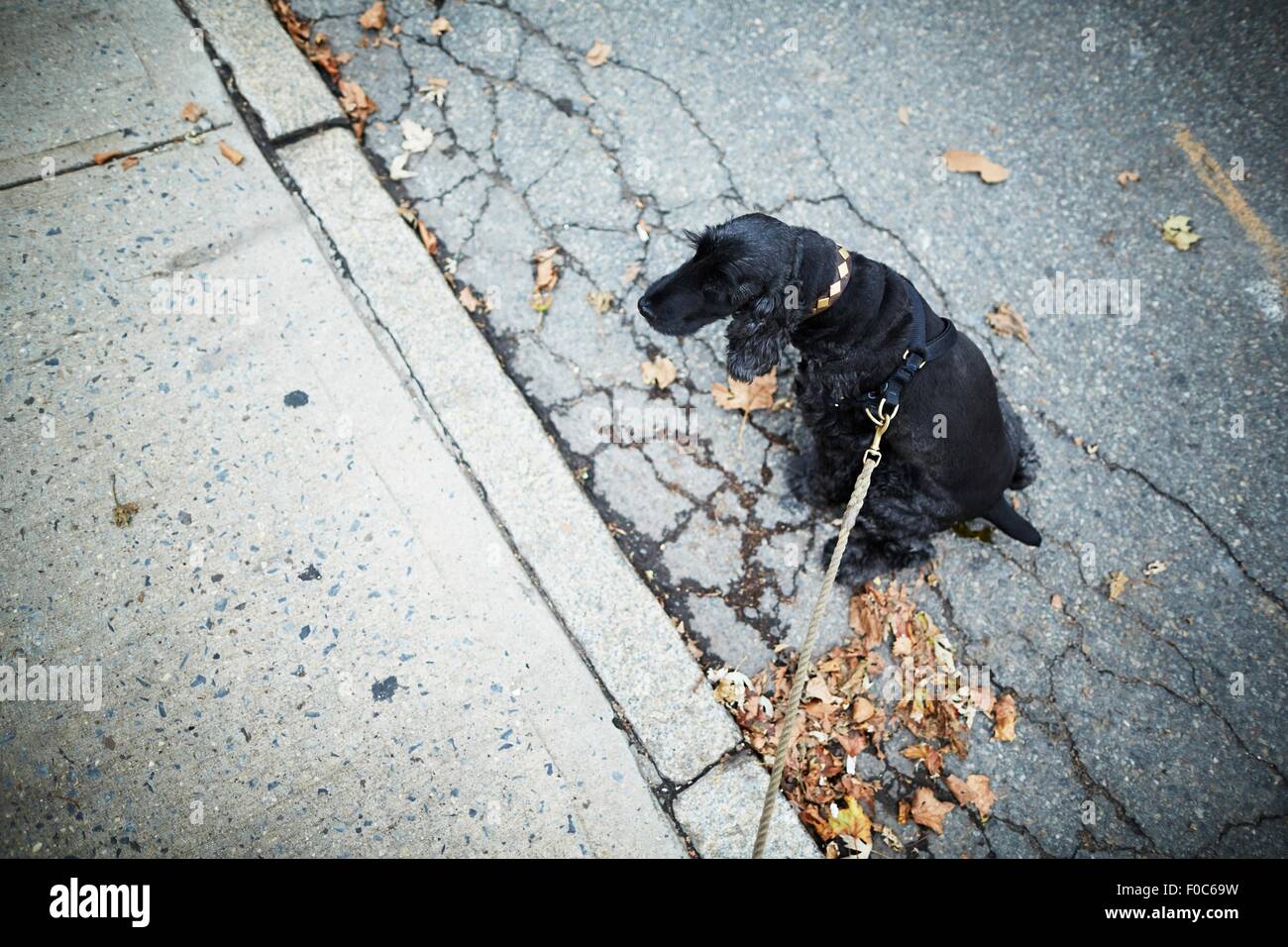 Schwarzer Hund an der Leine auf der Straße sitzen Stockfoto