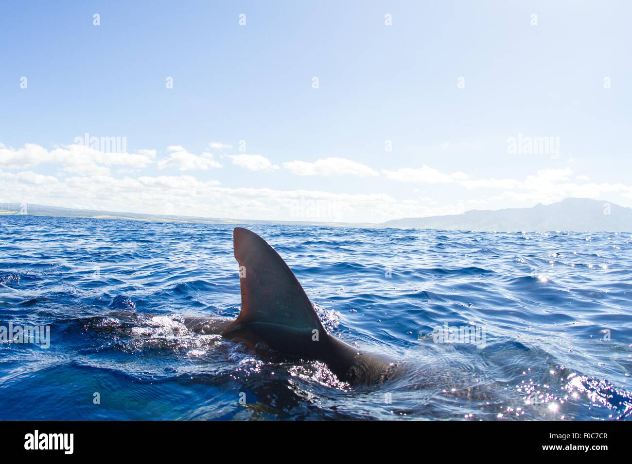 Haie schwimmen, Fin aus Wasser, Hawaii Stockfoto