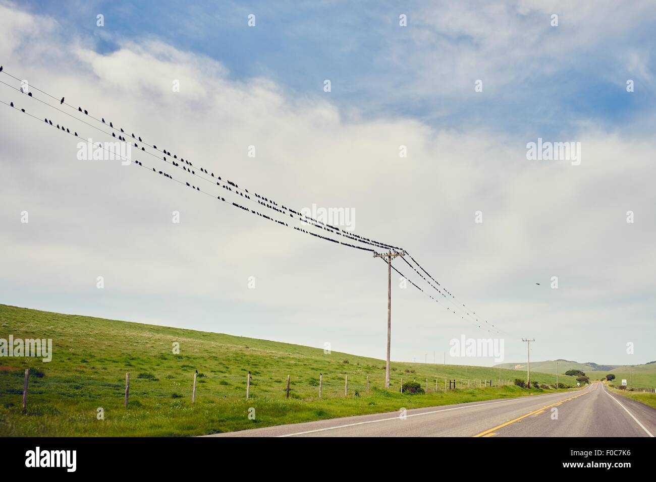 Blick auf Autobahn 1 und die große Gruppe der Vögel thront auf Telegraphendrähten, Big Sur, Kalifornien, USA Stockfoto