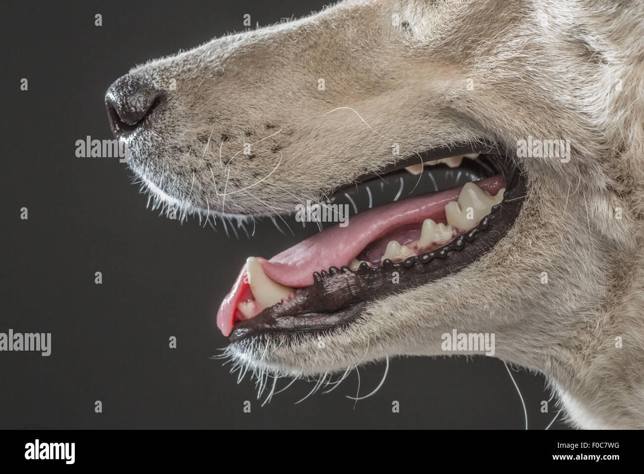Bild des Siberian Husky auf grauem Hintergrund abgeschnitten Stockfoto