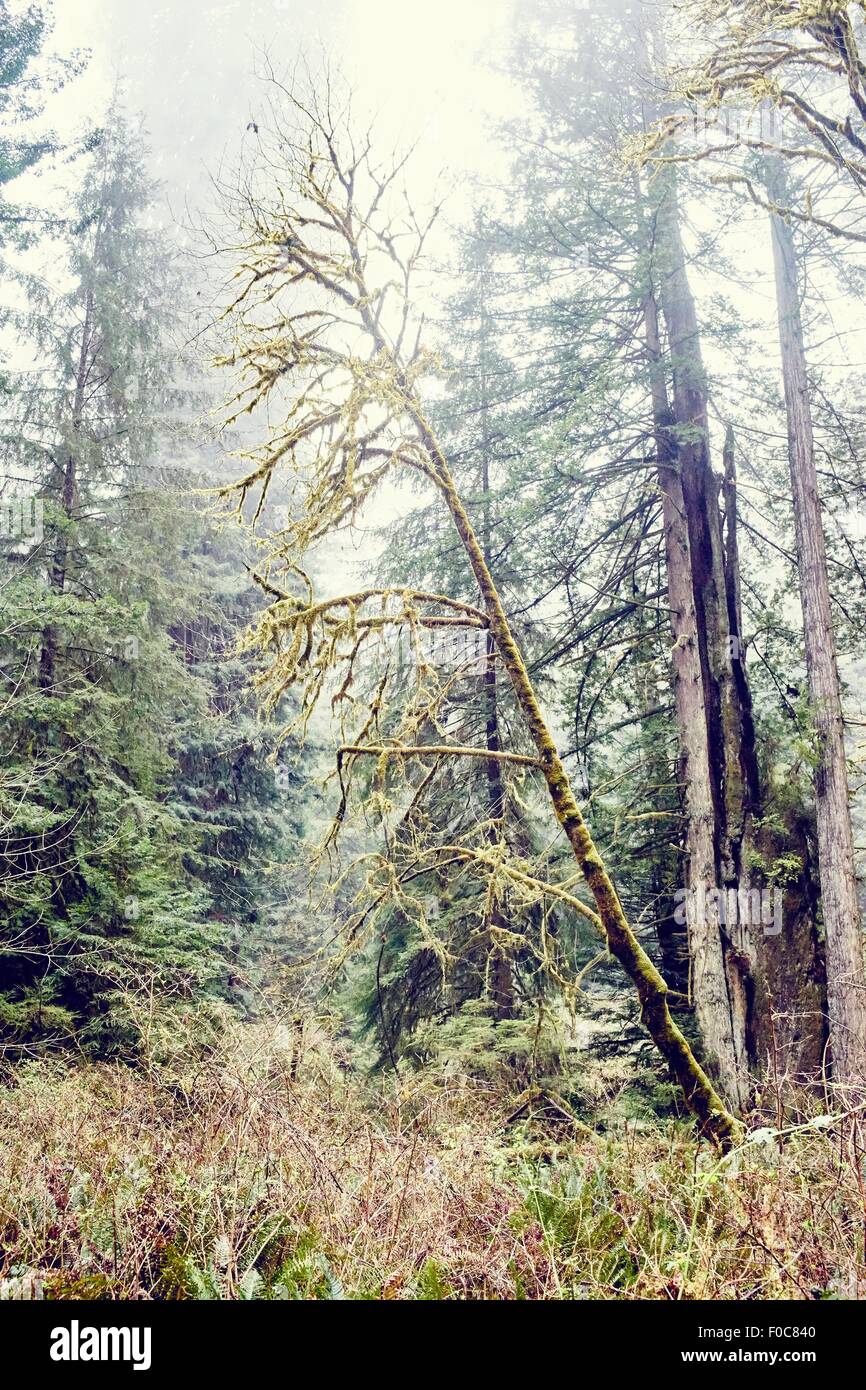 Redwood-Bäume, Orik, Humboldt County, Kalifornien, USA Stockfoto