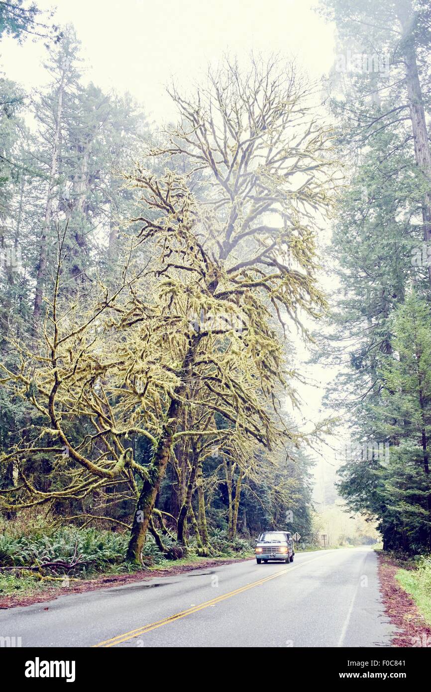 Auto fahren auf der Straße durch Redwood Bäume, Orik, Humboldt County, Kalifornien, USA Stockfoto