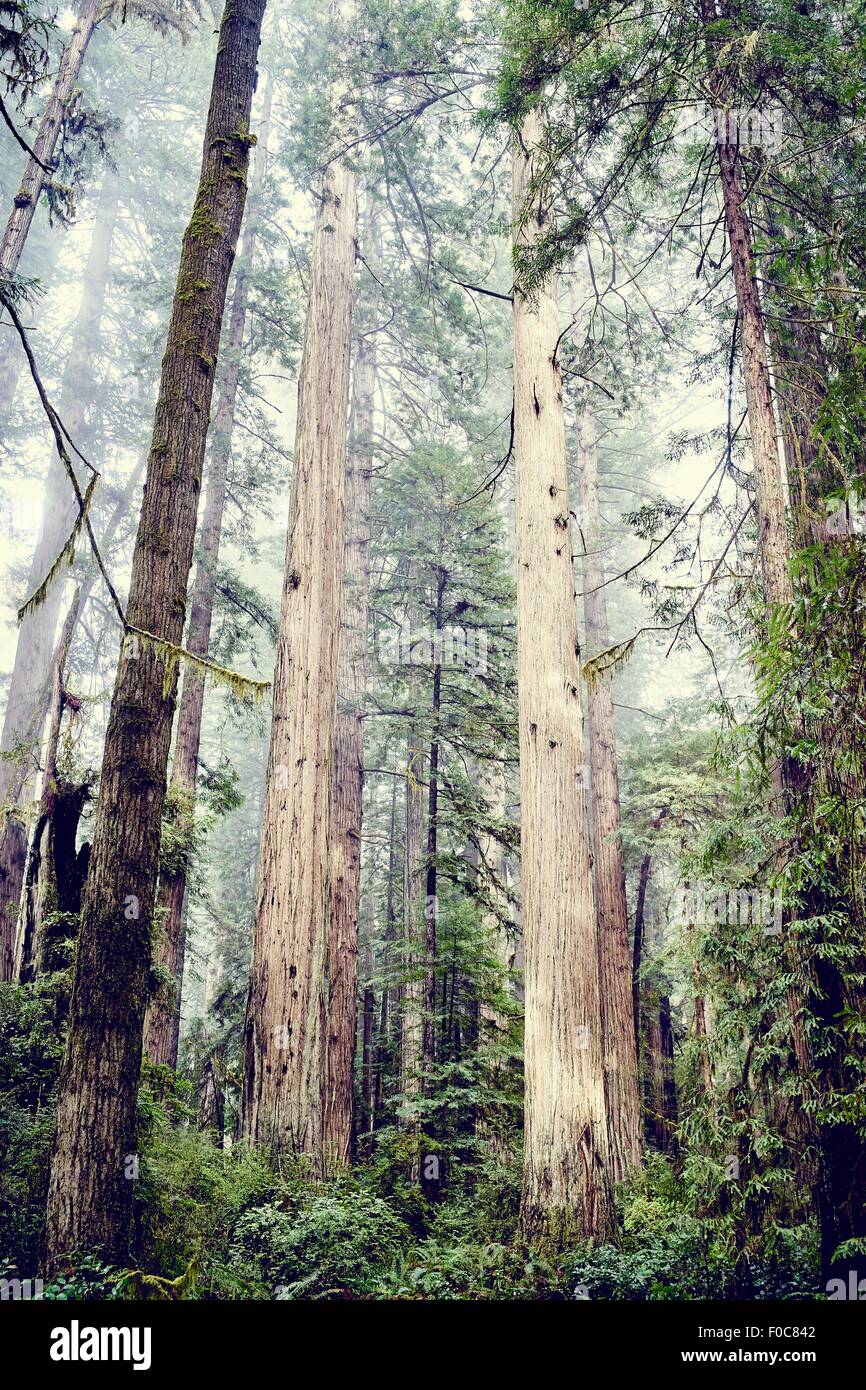 Redwood-Bäume, Orik, Humboldt County, Kalifornien, USA Stockfoto