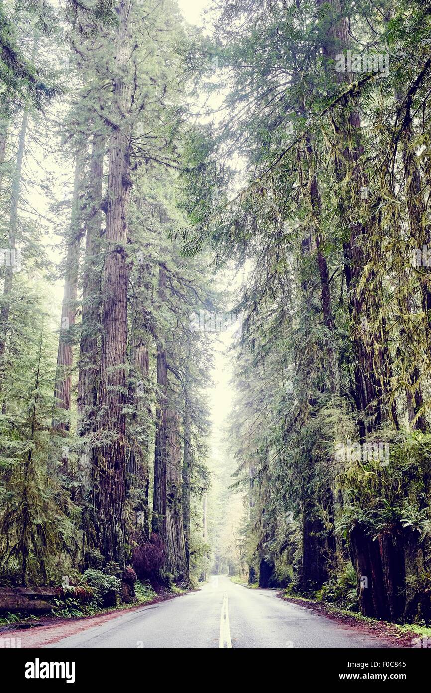 Straße durch Redwood Bäume, Orik, Humboldt County, Kalifornien, USA Stockfoto