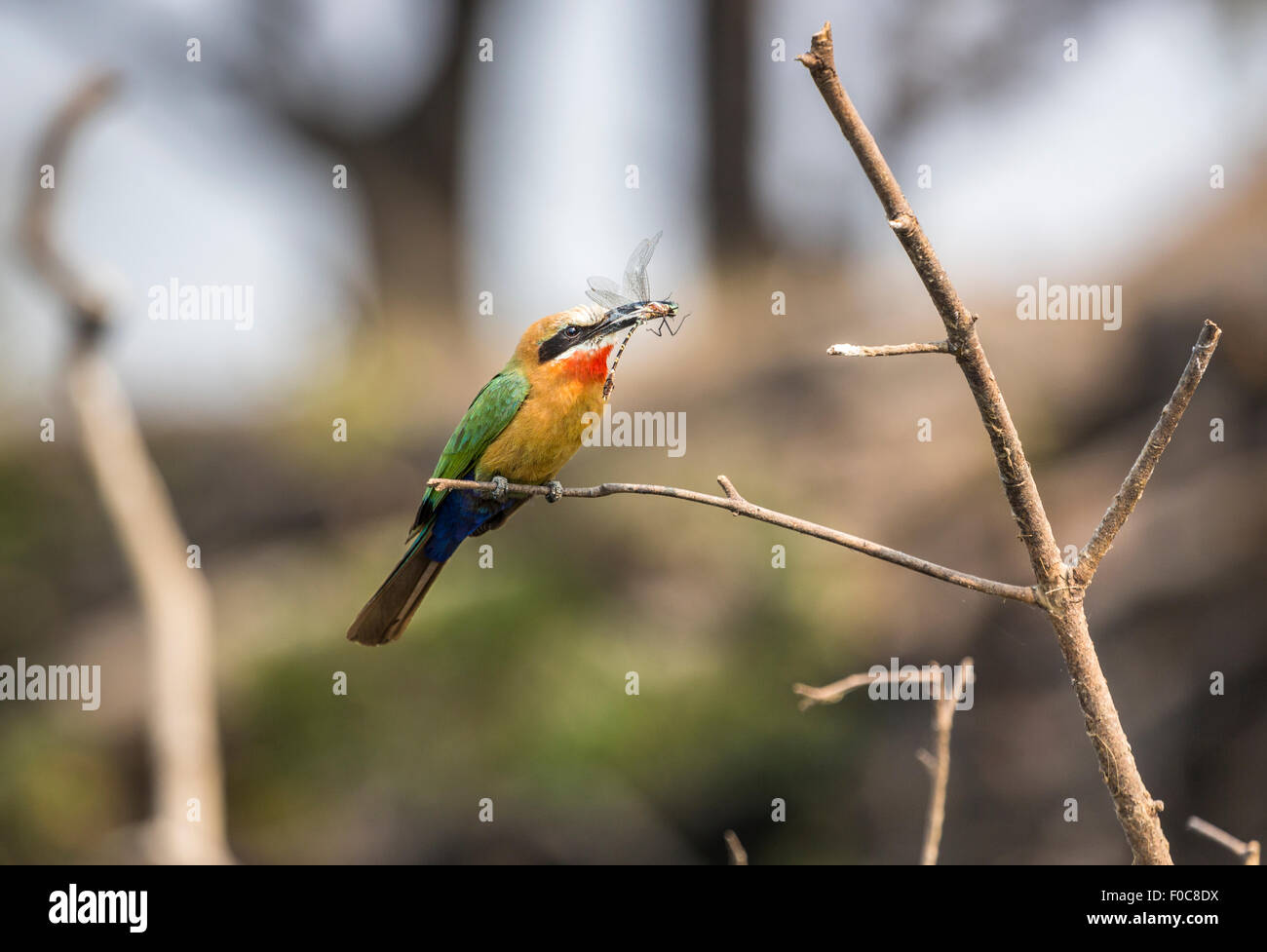 Afrikanische Vogelwelt: bunte White-fronted Bienenfresser, Merops Bullockoides, häufig in subäquatorialen Afrika, Essen eine aufgenommene Libelle, Sambia, Afrika Stockfoto