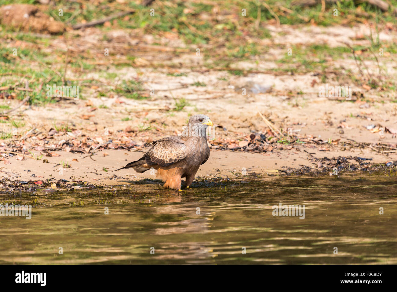 Schwarzmilan, Milvus Migrans, stehen am Ufer des Sambesi Flusses, Sambia, Afrika Stockfoto