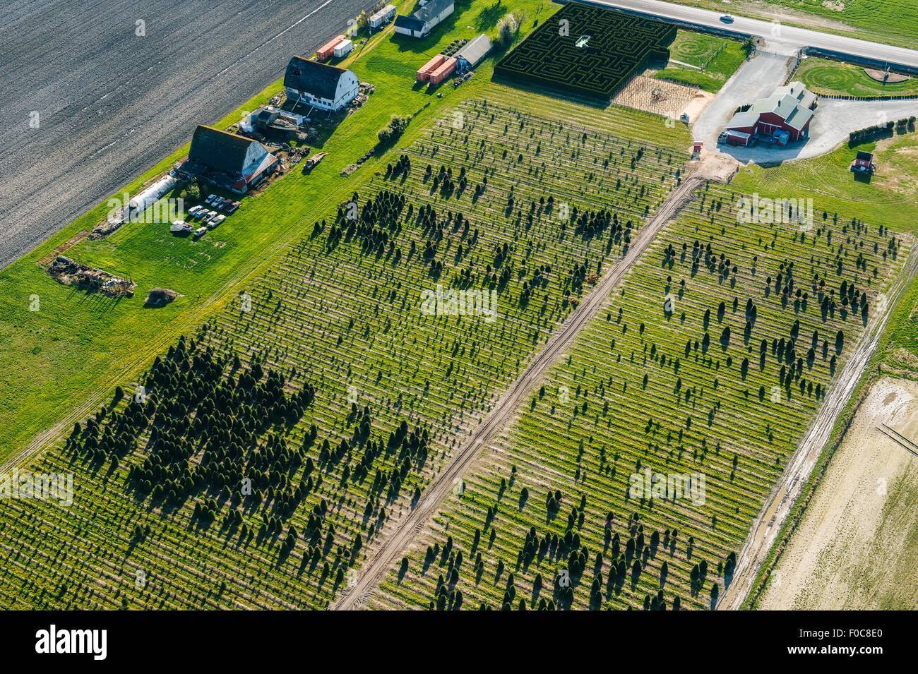 Luftaufnahme von Baumreihen in Gärtnerei wachsen Stockfoto