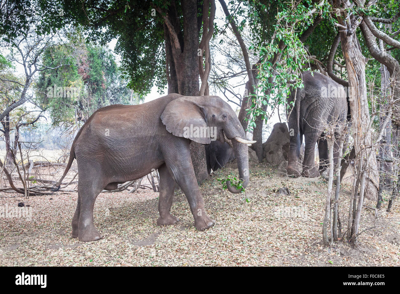 Afrikanischen Bush Elefanten (Loxodonta Africana) im Buschland am Ufer des Zambezi Fluss, Sambia, Afrika Stockfoto