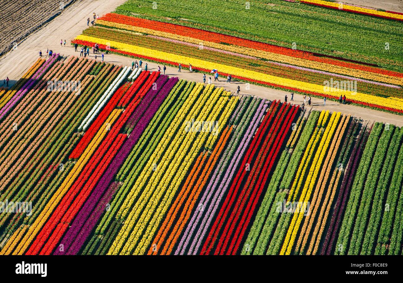 Luftaufnahme von Reihen von bunten Tulpenfelder Stockfoto