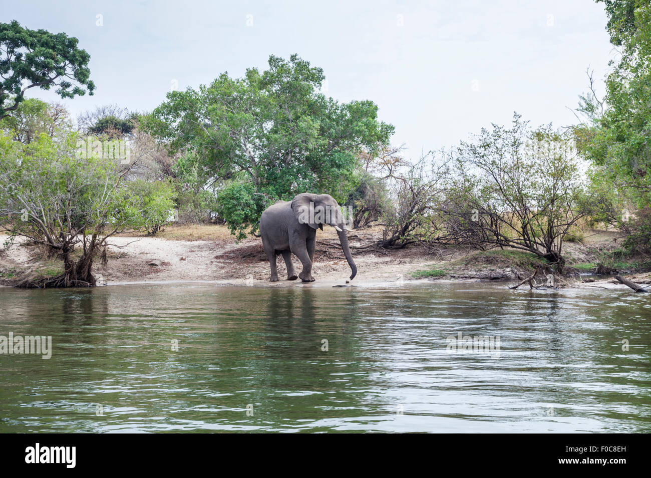 Ein einsamer afrikanischen Busch Elefant (Loxodonta Africana) im Buschland am Ufer des Zambezi Fluss, Sambia, Afrika Stockfoto