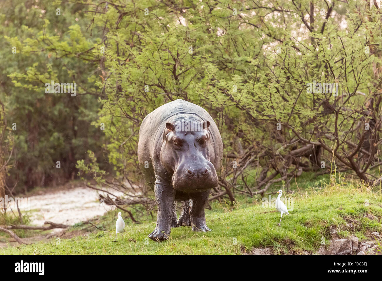 Flusspferd (Hippopotamus Amphibius) zu Fuß auf dem Land am Ufer des Sambesi Flusses, Mosi-Oa-Tunya-Nationalpark, Sambia Stockfoto