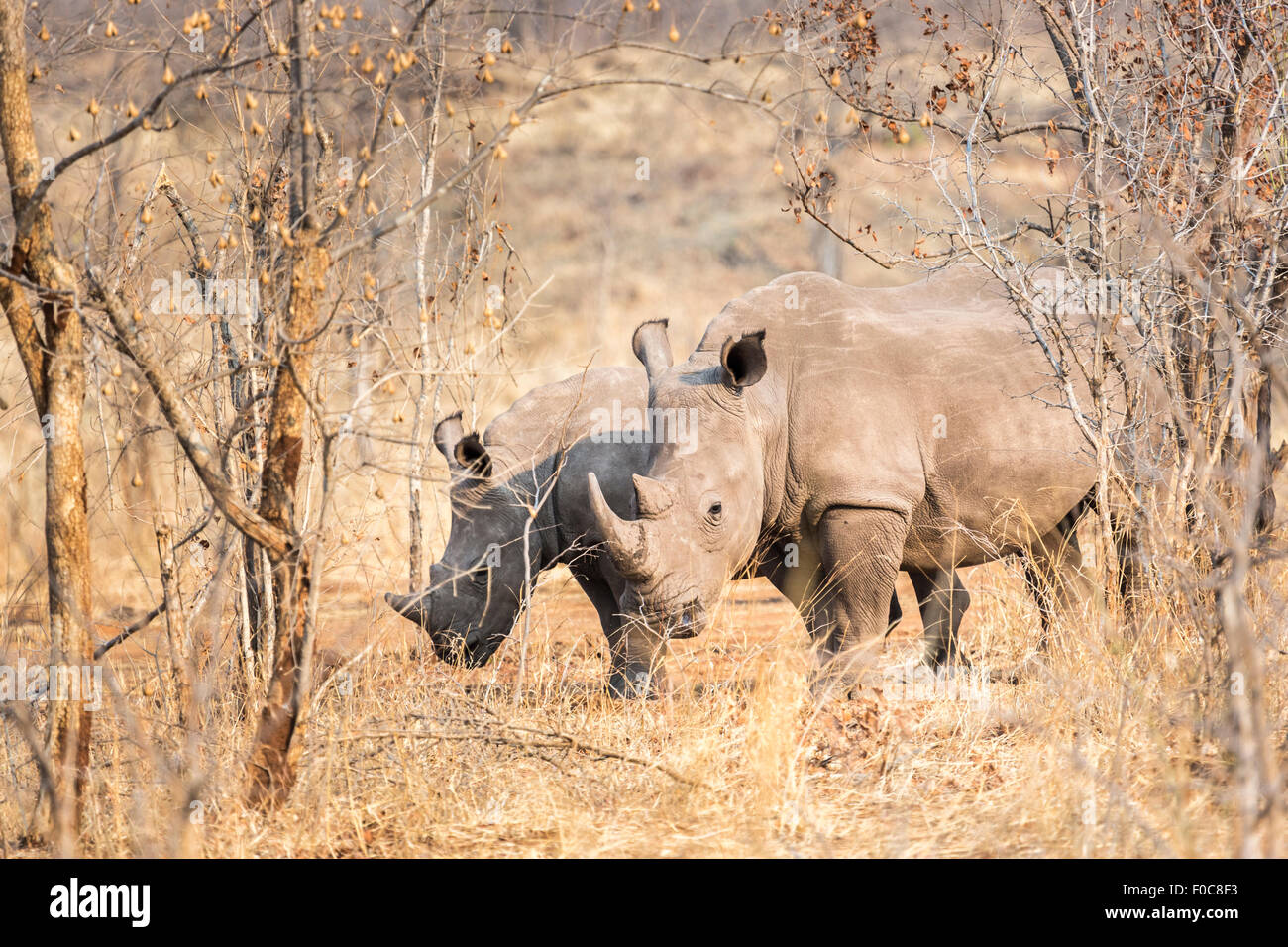 Gefährdete Tier Erhaltung: Paar der bedrohten Breitmaulnashorn, Rhinocerotidae), im Mosi-oa-Tunya Nationalpark, Livingstone, Sambia Stockfoto
