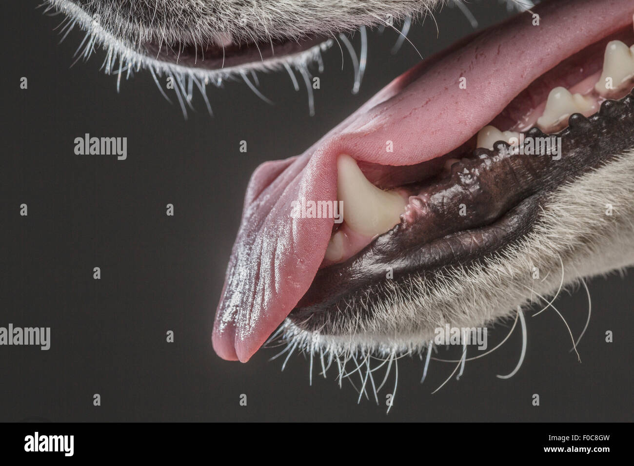 Bild des Siberian Husky auf grauem Hintergrund abgeschnitten Stockfoto