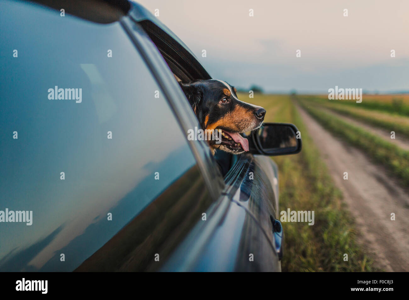 Border Collie sucht durch Autofenster Stockfoto