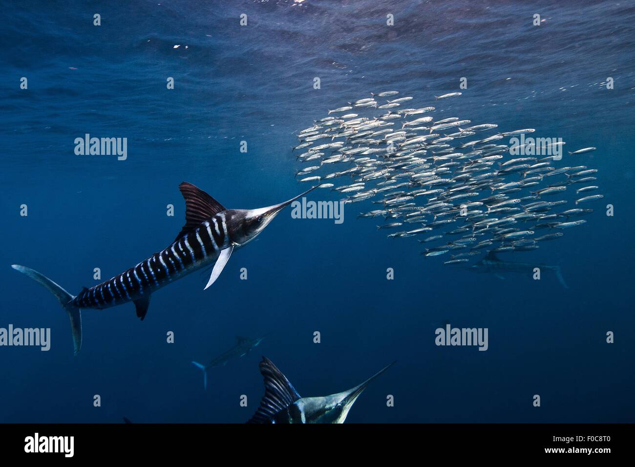 Gestreifte Marline (Kajikia Audax) in den Südpazifik Seite der Halbinsel Baja California, Mexiko, zu jagen Sardine migration Stockfoto Gestreifte Marline (Kajikia Audax) in den Südpazifik Seite der Halbinsel Baja California, Mexiko, zu jagen Sardine migration Stockfoto