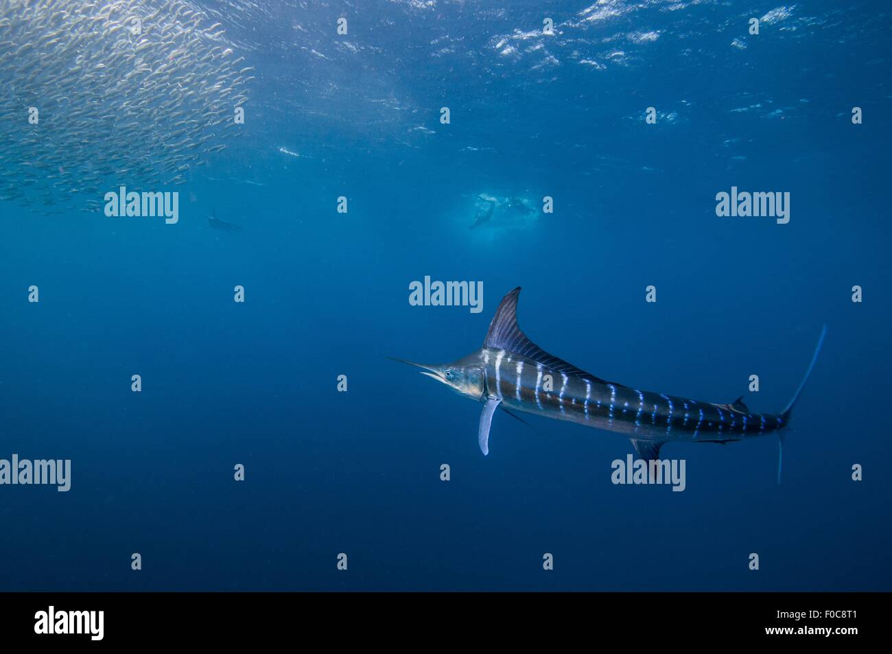 Gestreifter Marlin (Kajikia Audax) in den Südpazifik Seite der Halbinsel Baja California, Mexiko, zu jagen Sardine migration Stockfoto Gestreifter Marlin (Kajikia Audax) in den Südpazifik Seite der Halbinsel Baja California, Mexiko, zu jagen Sardine migration Stockfoto