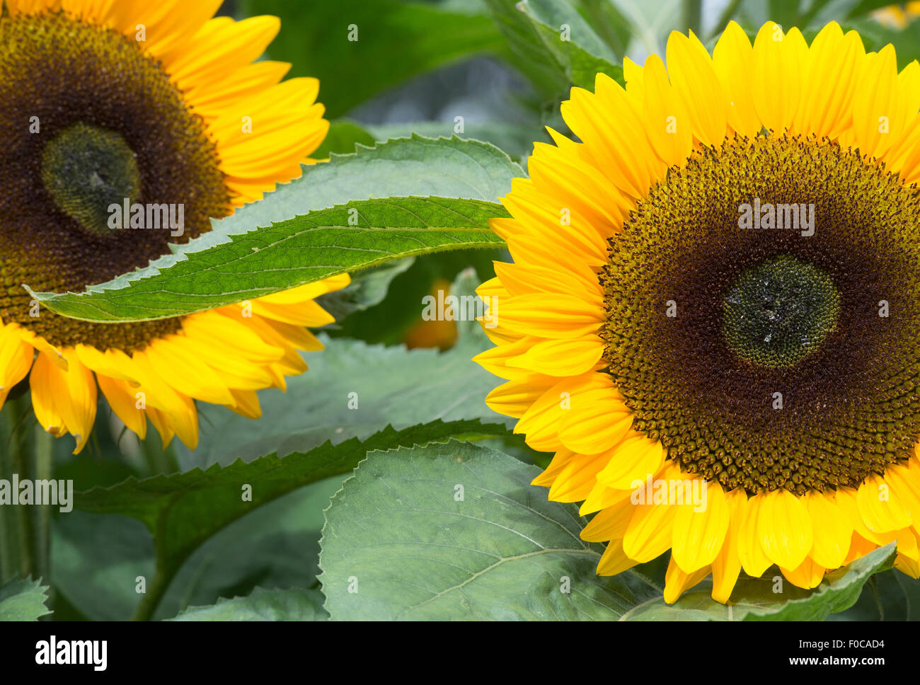 Helianthus Annuus. Sonnenblume "Sunrich Orange Sommer" Stockfoto