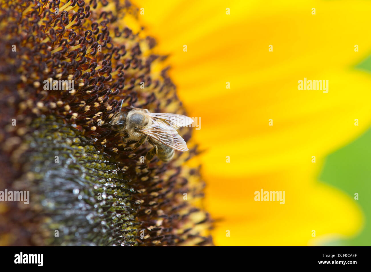 Helianthus annuus. Honey Bee Fütterung auf eine Sonnenblume Stockfoto