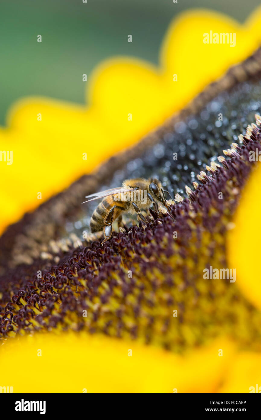 Helianthus annuus. Honig Biene auf einer Sonnenblume Stockfoto