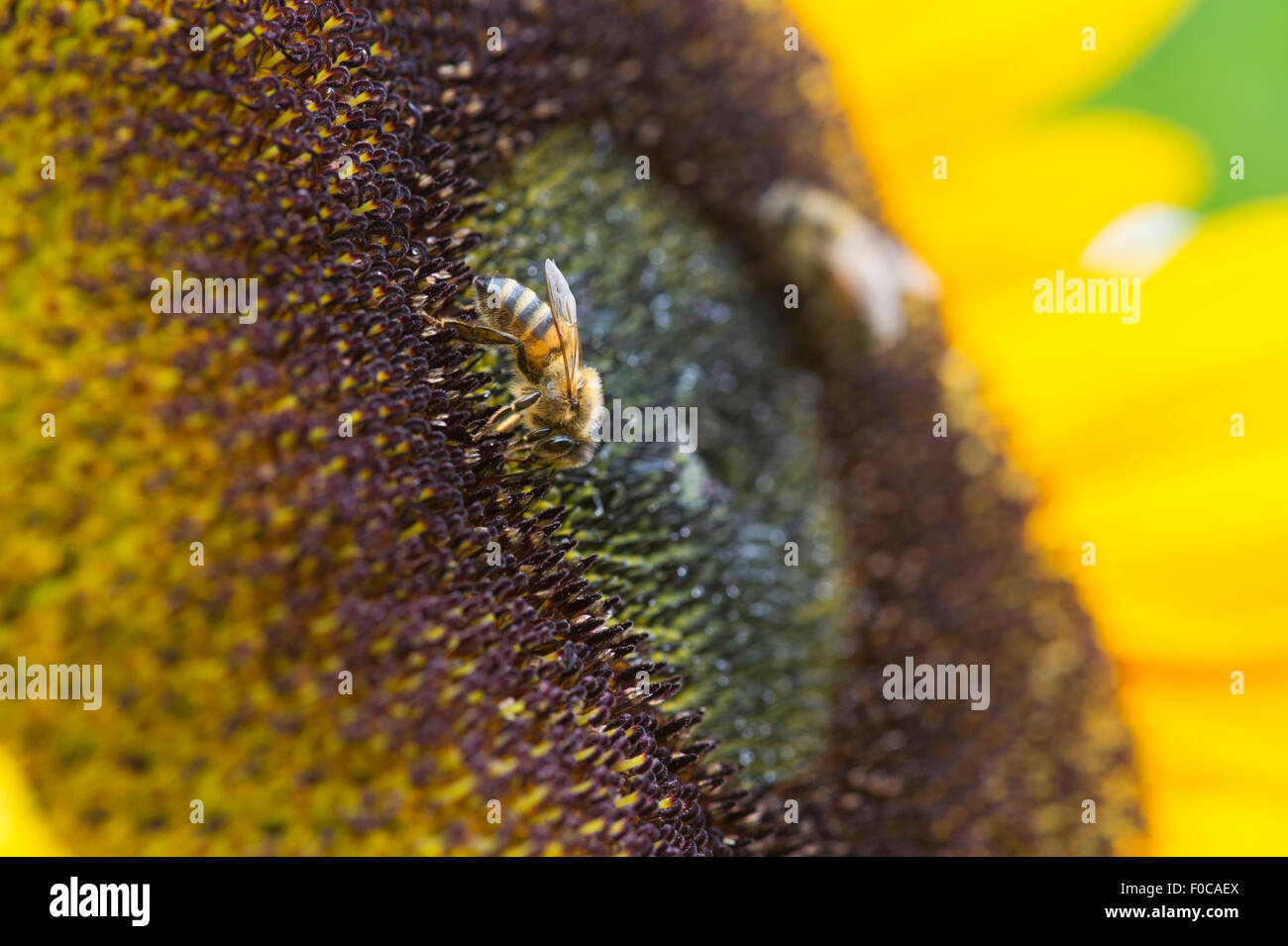 Helianthus annuus. Honey Bee Fütterung auf eine Sonnenblume Stockfoto