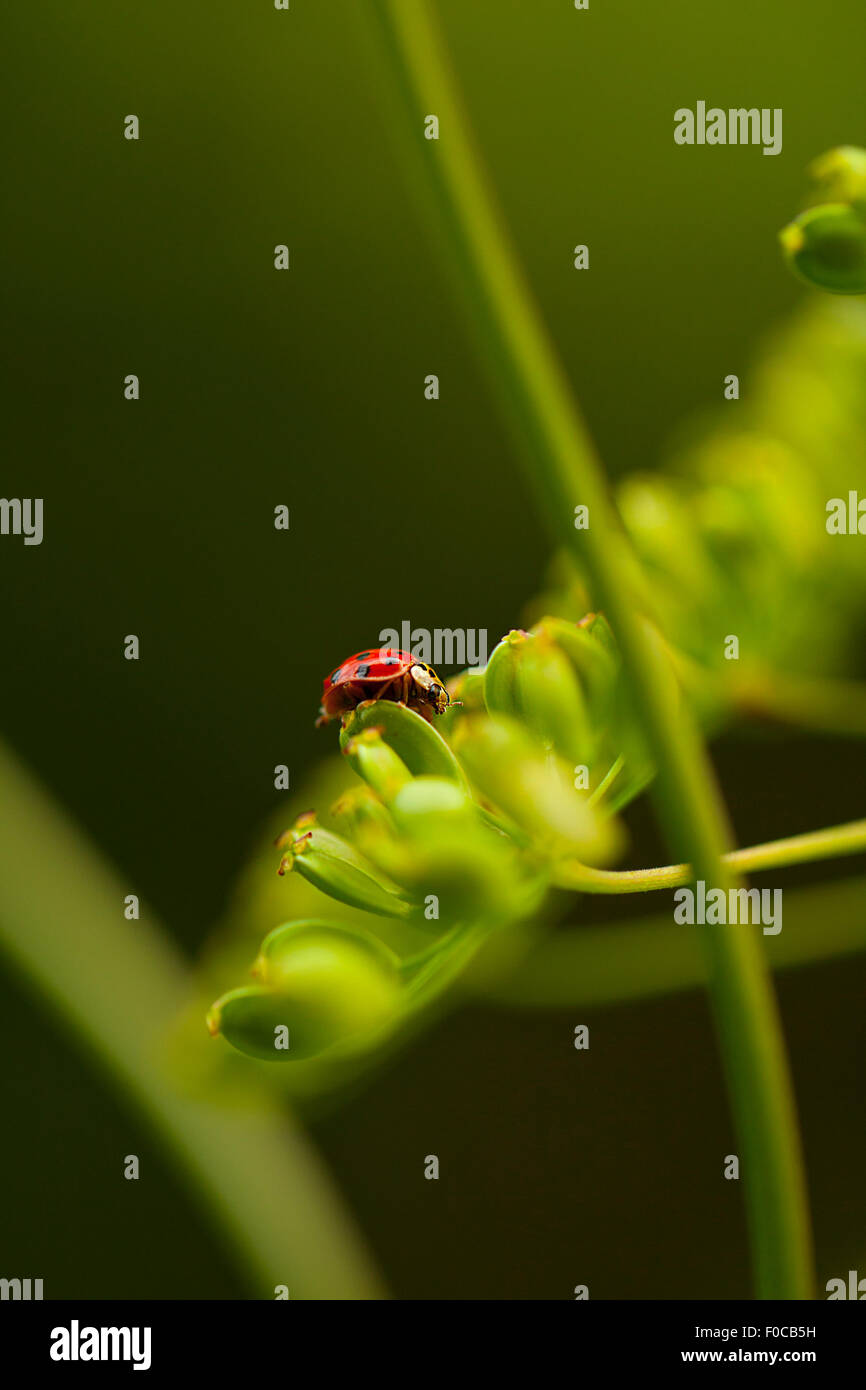Marienkäfer auf Grünpflanze Stockfoto
