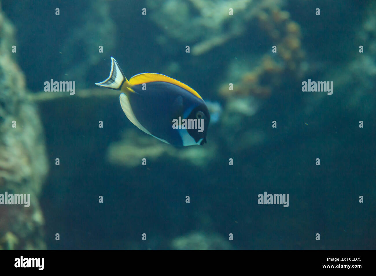 Powder Blue Tang, Acanthurus Leucosternon, ist ein Doktorfisch fand in den tropischen Gewässern des Indischen Ozeans Stockfoto