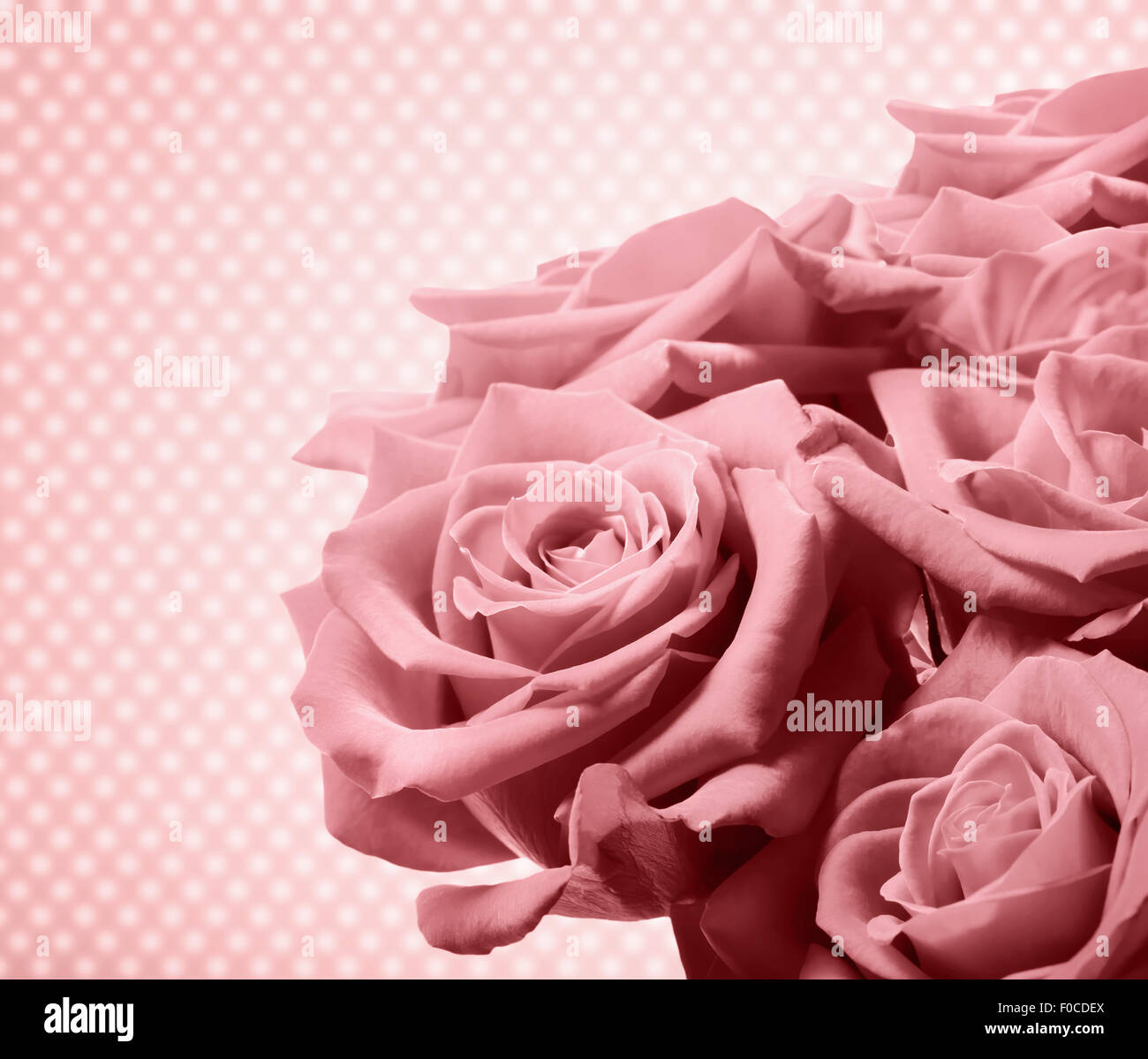 Schöne rosa Rose über Tupfen Hintergrund Stockfoto