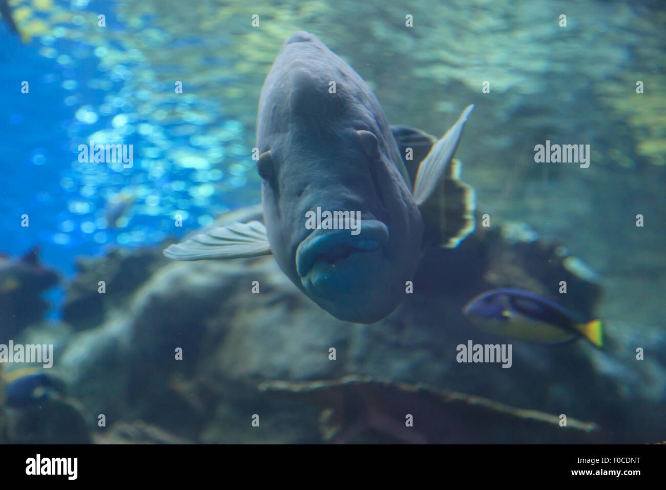 Große lustige Fisch starren Kopf auf in die Kamera Stockfoto