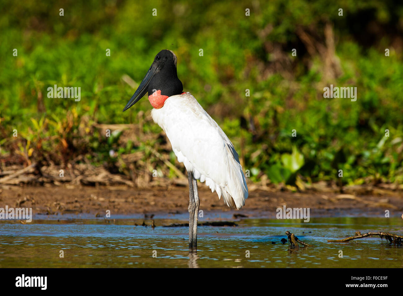 Tuiuiú ist das Symbol des Pantanal von Mato Grosso, eine wilde Region in Brasilien, das zieht Tausende von Touristen jeden Monat, Brasilien Stockfoto