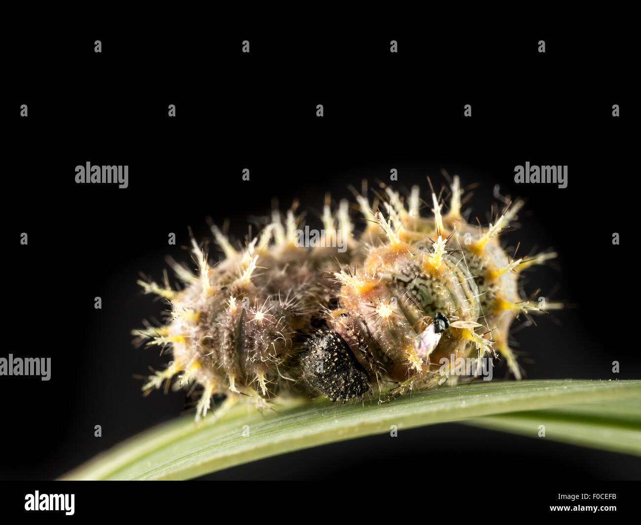 Caterpillar ruht auf grünes Blatt auf schwarzem Hintergrund Stockfoto