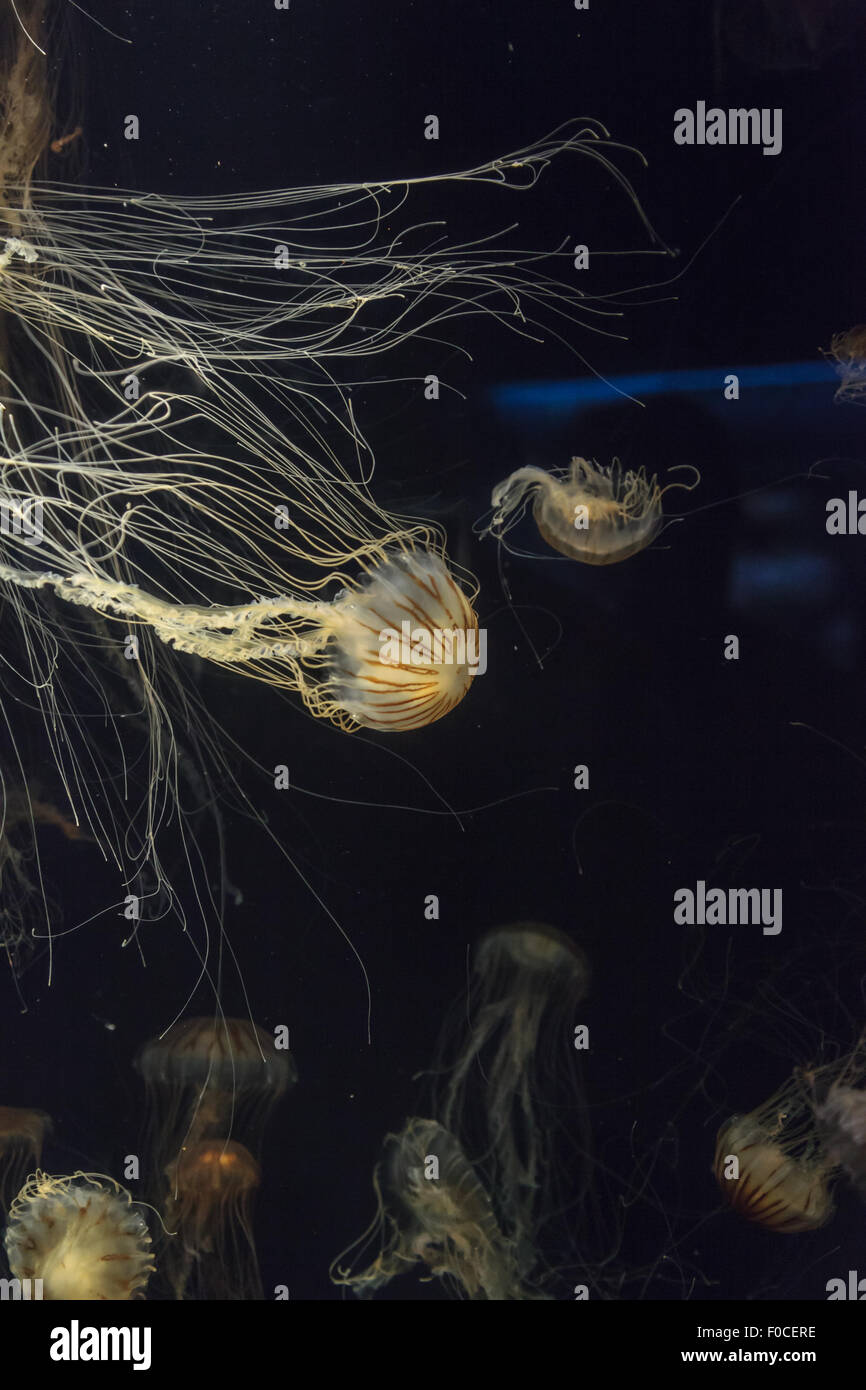 Japanisches Meer Brennnessel Quallen, Chrysaora Pacifica, können in der Farbe von Gold zu rot reichen. Stockfoto