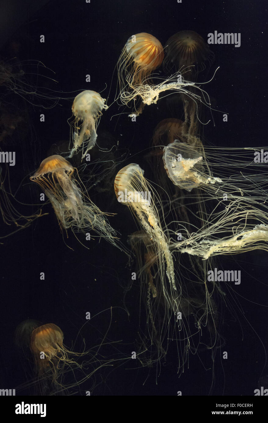 Japanisches Meer Brennnessel Quallen, Chrysaora Pacifica, können in der Farbe von Gold zu rot reichen. Stockfoto