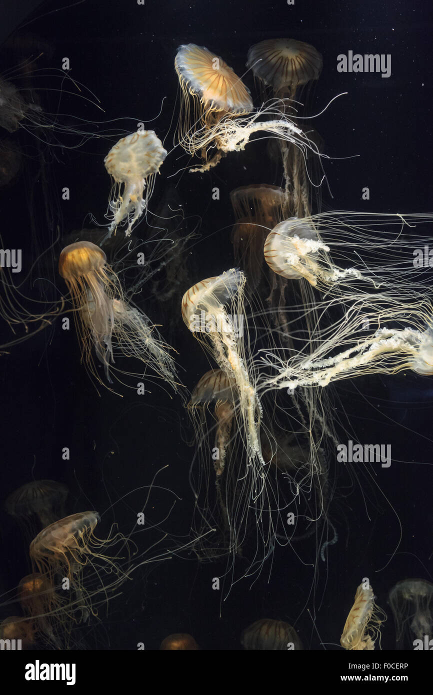 Japanisches Meer Brennnessel Quallen, Chrysaora Pacifica, können in der Farbe von Gold zu rot reichen. Stockfoto