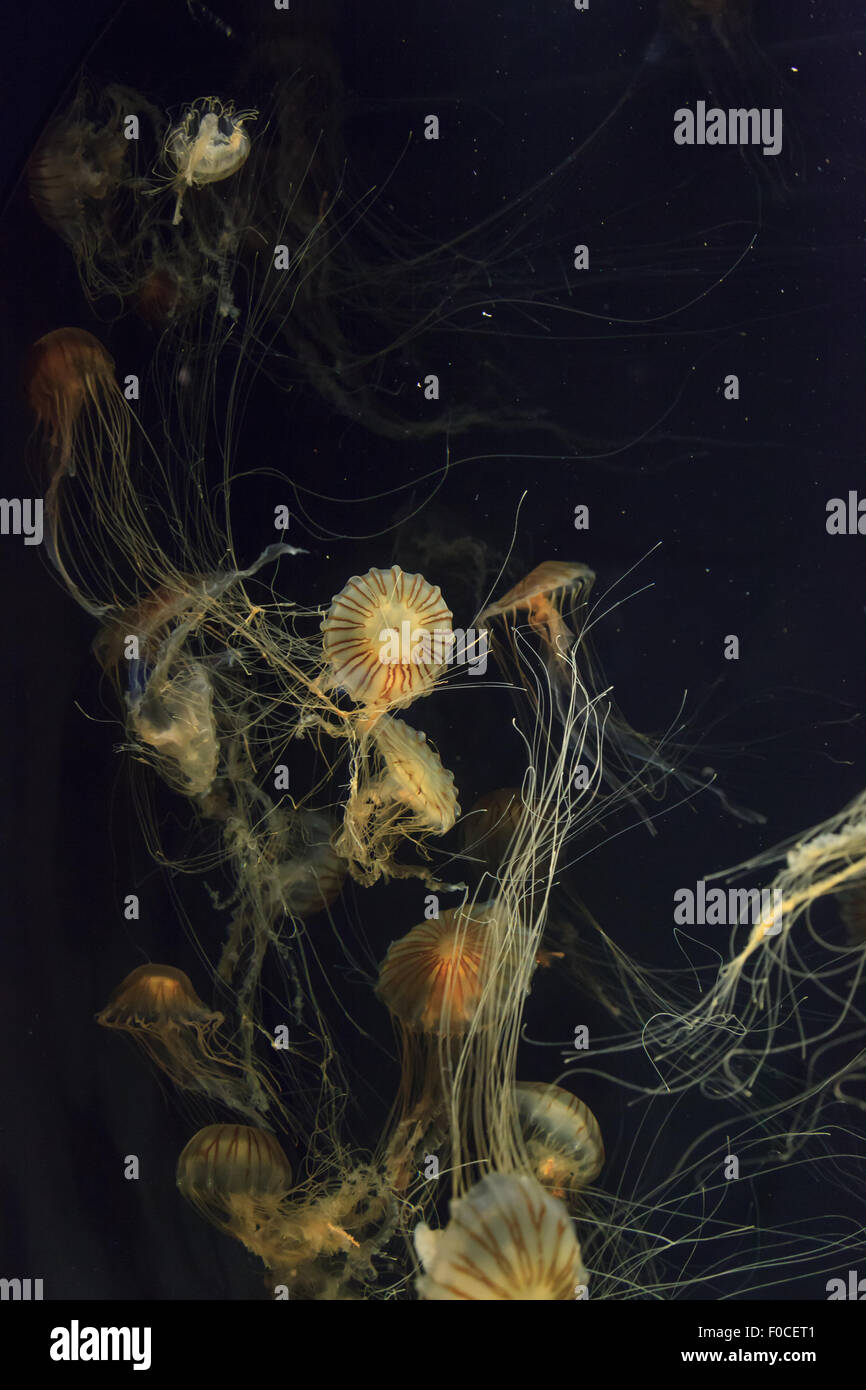 Japanisches Meer Brennnessel Quallen, Chrysaora Pacifica, können in der Farbe von Gold zu rot reichen. Stockfoto