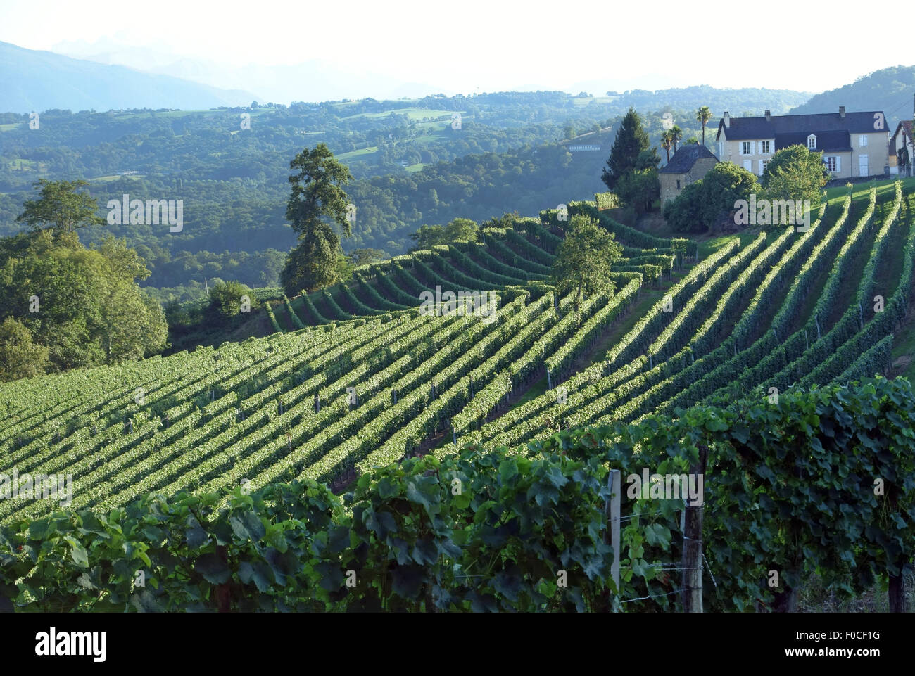 Weinberge für Jurancon Wein in Ausläufern der Pyrenäen in der Nähe von Pau, Frankreich Stockfoto