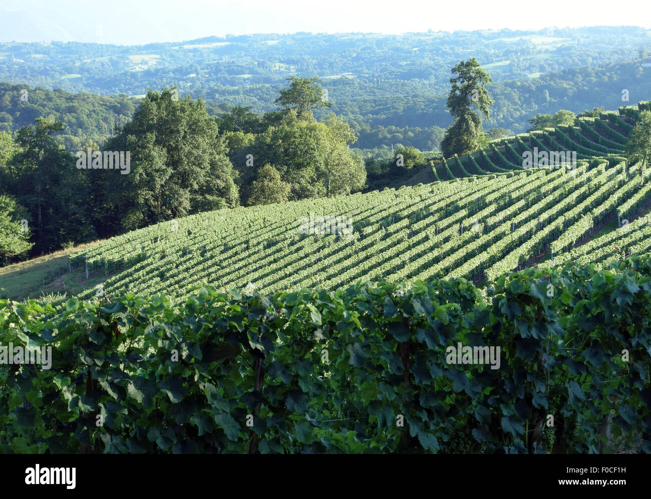 Weinberge für Jurancon Wein in Ausläufern der Pyrenäen in der Nähe von Pau, Frankreich Stockfoto