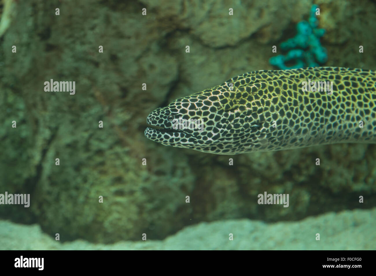 Leopard-Muräne, Enchelycore Pardalis hat Haut entdeckt. Stockfoto