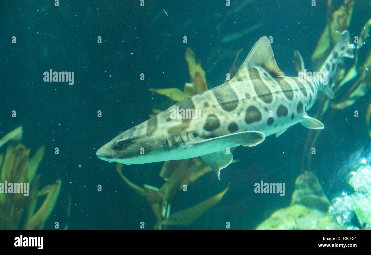 Zebra Shark, Stegostoma Fasciatum, auch genannt der Leopardenhai ist eine Art von Teppich Hai und wird während der Tropi gefunden Stockfoto