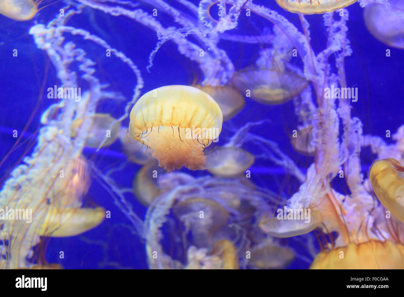 Pazifischen Meer Brennnessel Quallen, Chrysaora Fuscescens, findet man entlang der Küste von Kalifornien und Oregon in den Vereinigten Staaten. Stockfoto