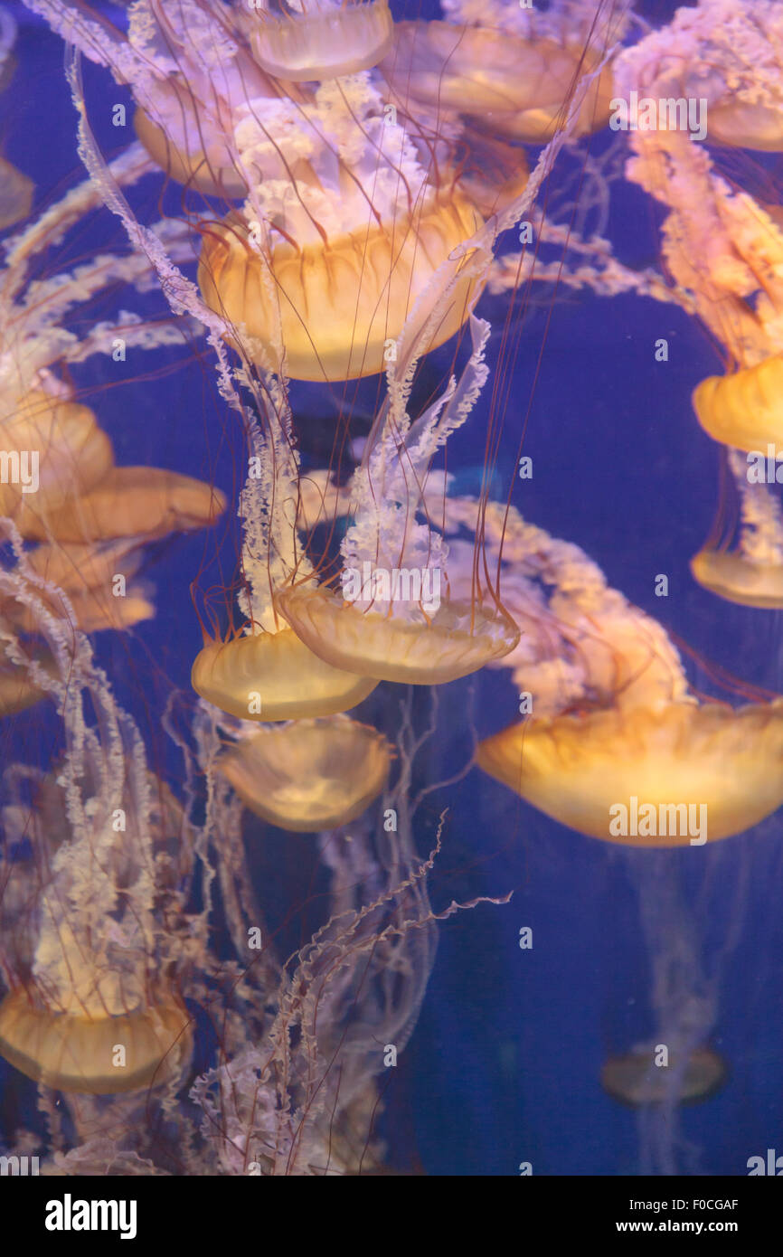 Pazifischen Meer Brennnessel Quallen, Chrysaora Fuscescens, findet man entlang der Küste von Kalifornien und Oregon in den Vereinigten Staaten. Stockfoto