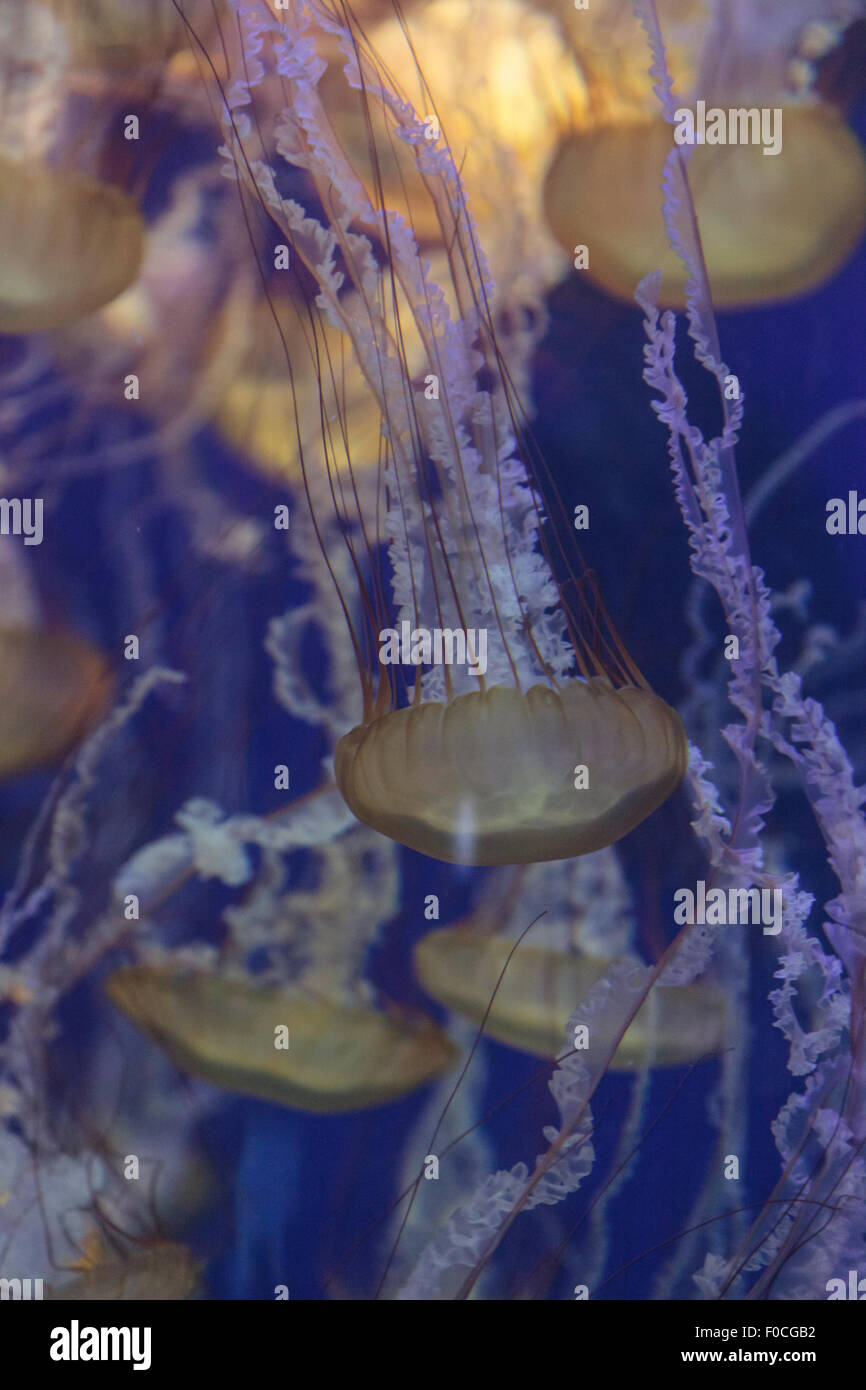 Pazifischen Meer Brennnessel Quallen, Chrysaora Fuscescens, findet man entlang der Küste von Kalifornien und Oregon in den Vereinigten Staaten. Stockfoto