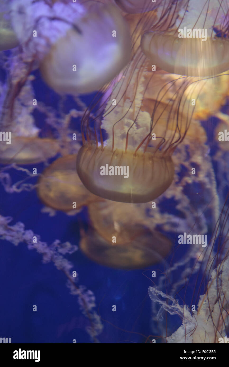 Pazifischen Meer Brennnessel Quallen, Chrysaora Fuscescens, findet man entlang der Küste von Kalifornien und Oregon in den Vereinigten Staaten. Stockfoto