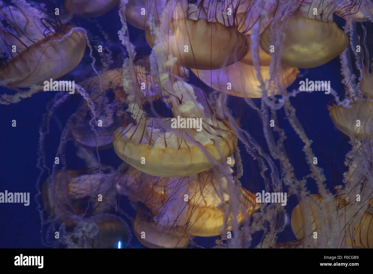 Pazifischen Meer Brennnessel Quallen, Chrysaora Fuscescens, findet man entlang der Küste von Kalifornien und Oregon in den Vereinigten Staaten. Stockfoto