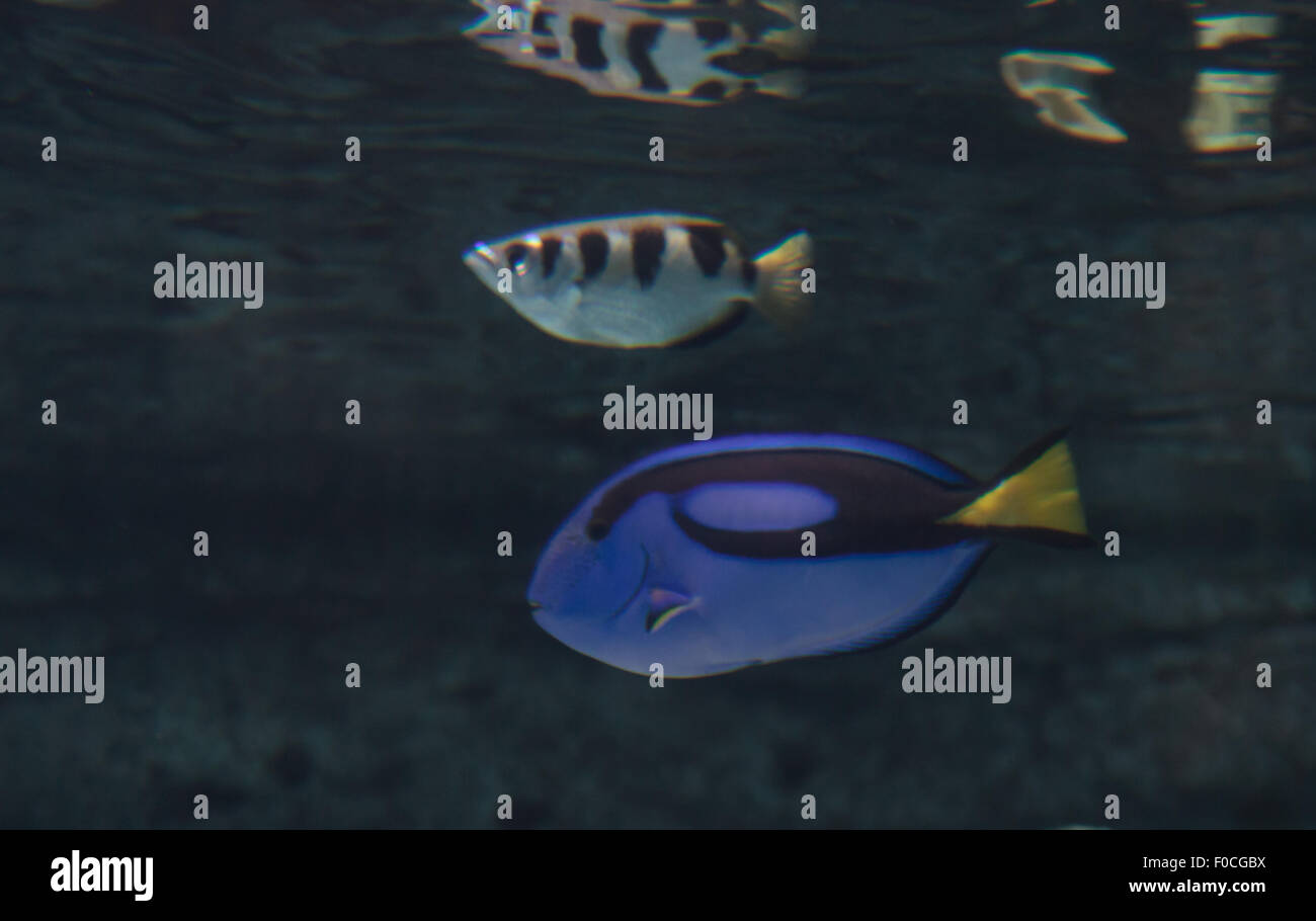 Palette Tang Fisch, Paracanthurus Hepatus, ist blau, gelb und schwarz. Auch als regal Tang oder Palette Doktorfisch Stockfoto