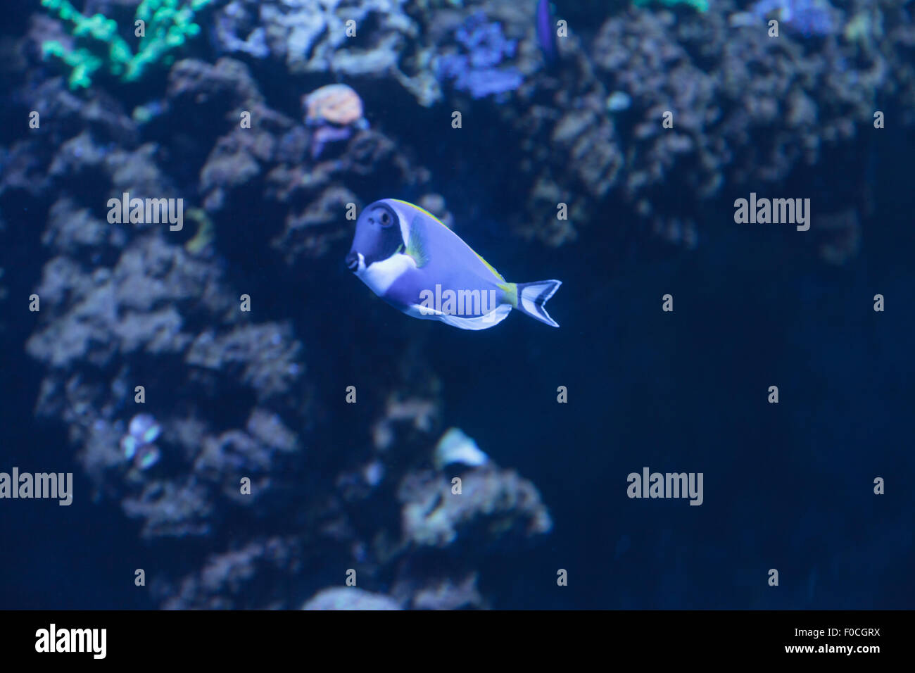 Powder Blue Tang, Acanthurus Leucosternon, ist ein Doktorfisch fand in den tropischen Gewässern des Indischen Ozeans Stockfoto