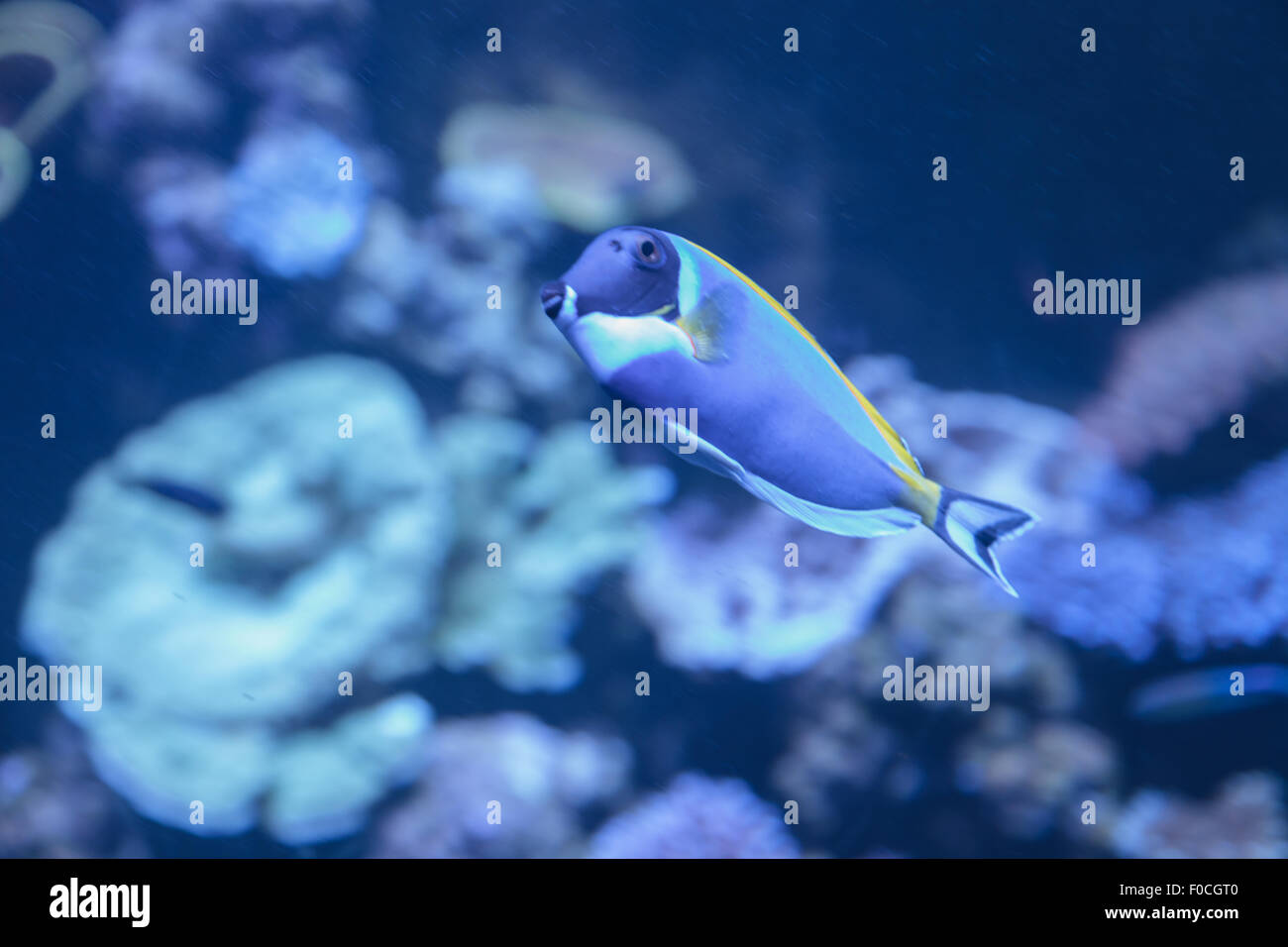 Powder Blue Tang, Acanthurus Leucosternon, ist ein Doktorfisch fand in den tropischen Gewässern des Indischen Ozeans Stockfoto