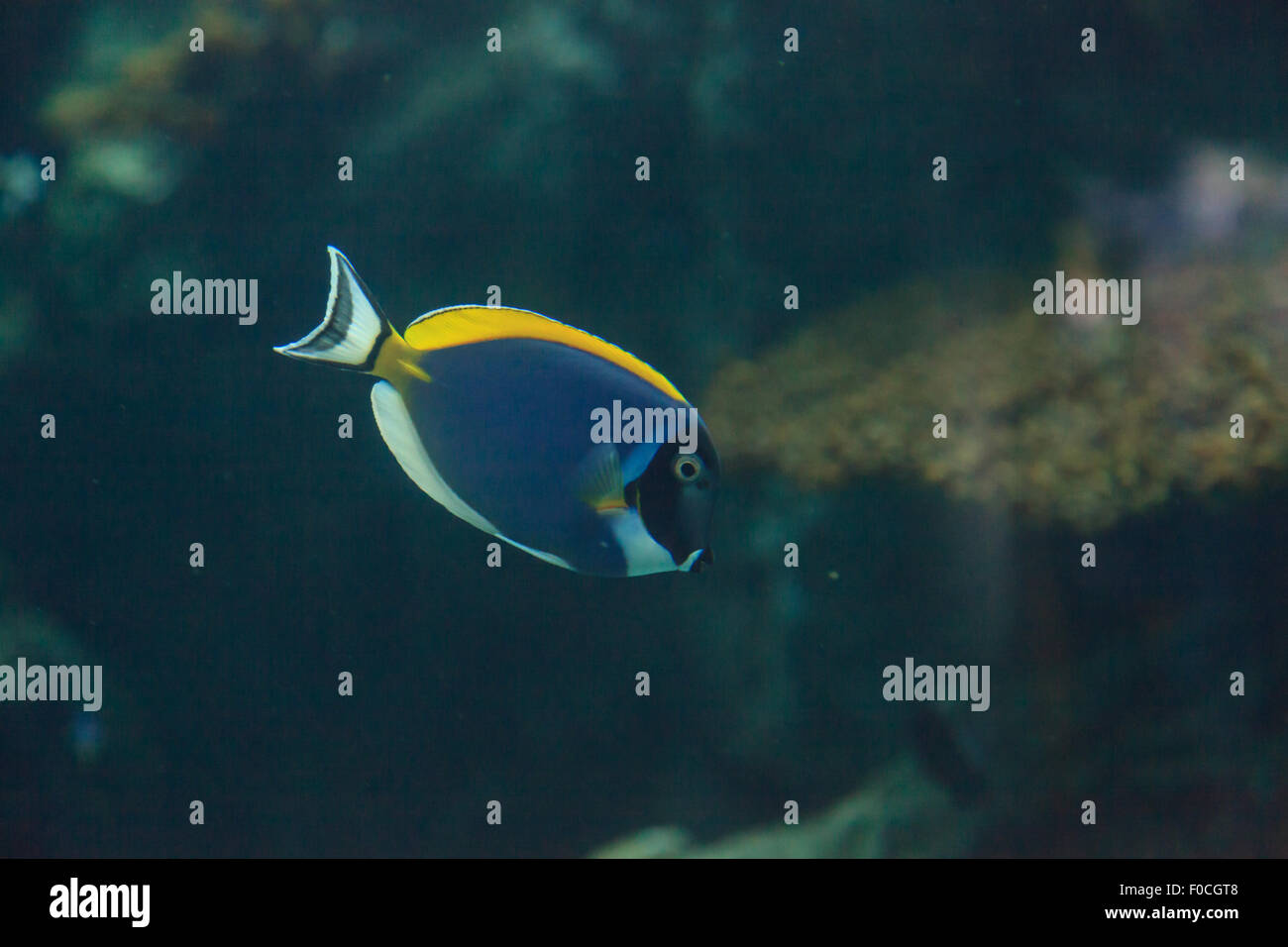 Powder Blue Tang, Acanthurus Leucosternon, ist ein Doktorfisch fand in den tropischen Gewässern des Indischen Ozeans Stockfoto