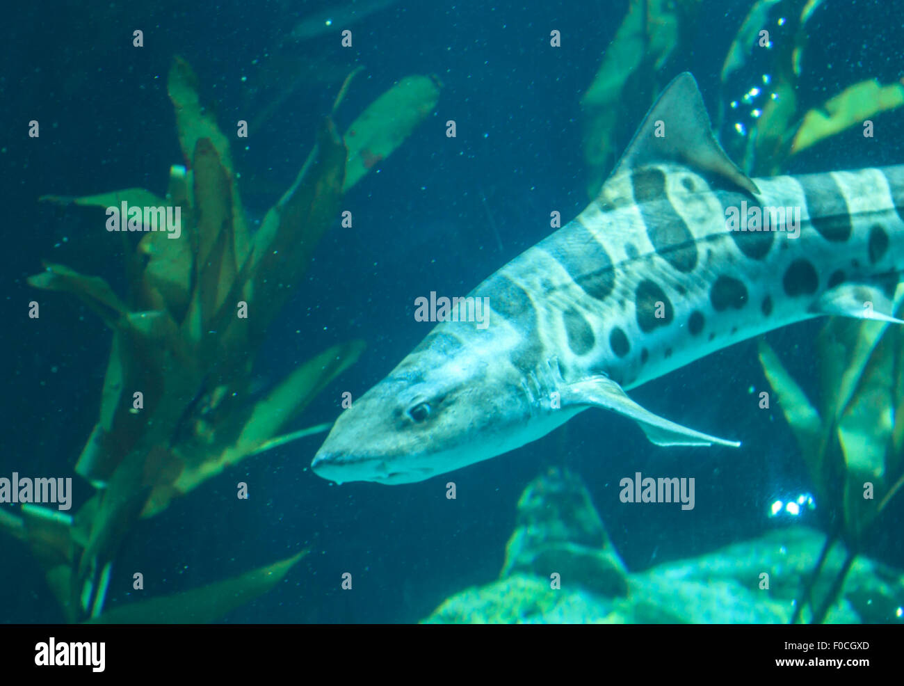 Zebra Shark, Stegostoma Fasciatum, auch genannt der Leopardenhai ist eine Art von Teppich Hai und wird während der Tropi gefunden Stockfoto