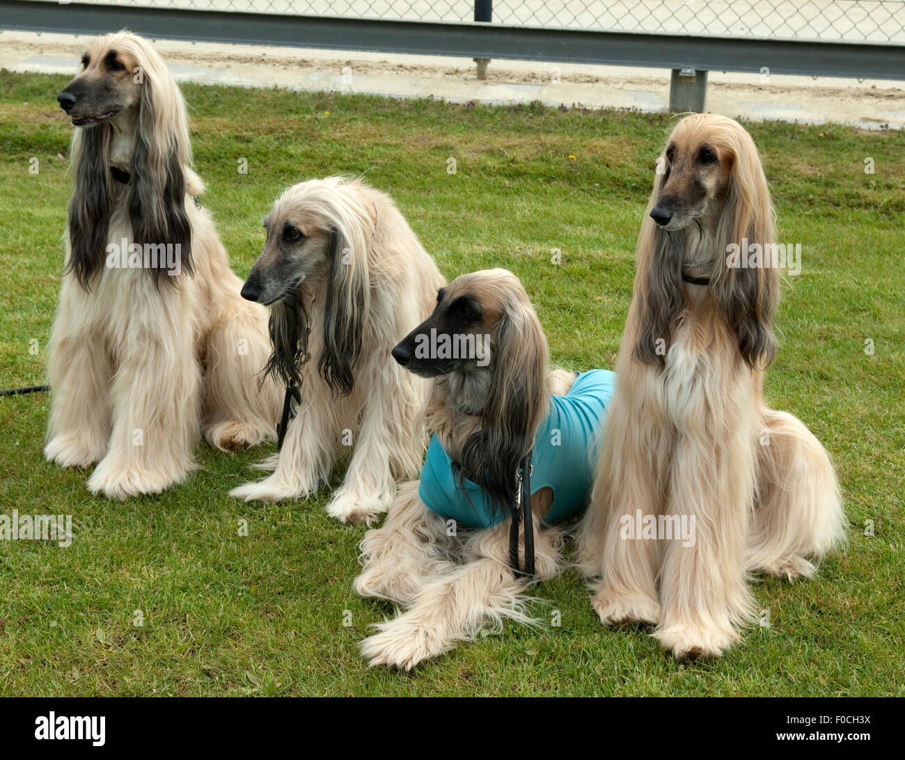 Afghane; Afghanischer; Windhund; Hund; Stockfoto