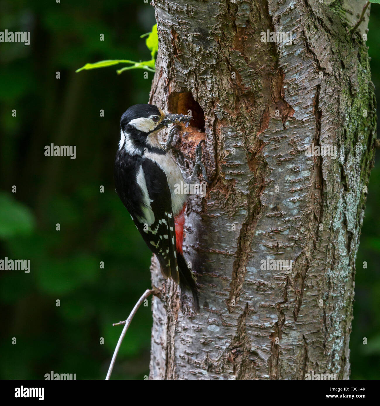 Buntspecht (Dendrocopos großen) weiblich mit Schnabel voller Maden, Junggebliebene Verschachtelung Loch im Baumstamm Fores einfließen Stockfoto